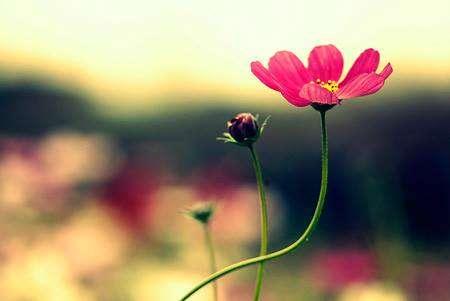 Header